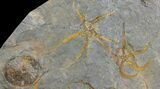Wide Ordovician Brittle Star (Ophiura) Multiple Plate - Morocco #154175-2